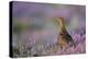 Red Grouse in Pink and Purple Heather-null-Premier Image Canvas