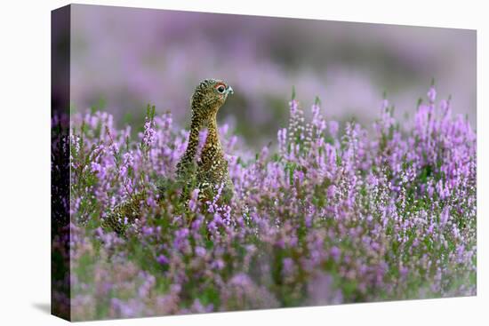 Red grouse in the heather, Scotland, United Kingdom, Europe-Karen Deakin-Premier Image Canvas