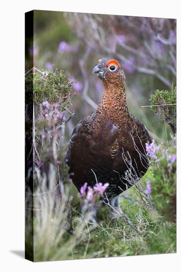 Red Grouse (Lagopus Lagopus) Male, in Heather, County Durham, England, United Kingdom, Europe-Ann and Steve Toon-Premier Image Canvas