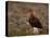 Red Grouse (Lagopus Lagopus), North Yorkshire, Yorkshire, England, United Kingdom-Steve & Ann Toon-Premier Image Canvas
