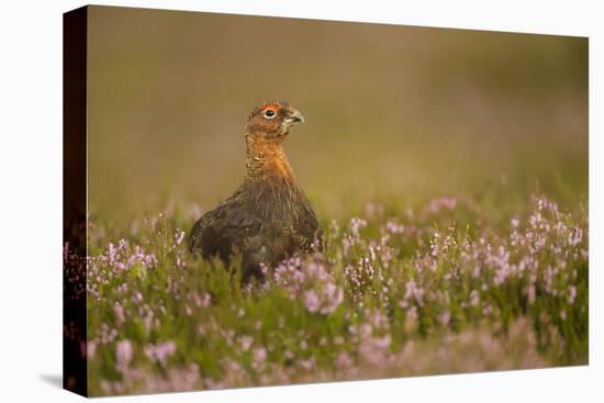Red Grouse (Lagopus Lagopus), Yorkshire Dales, England, United Kingdom, Europe-Kevin Morgans-Premier Image Canvas