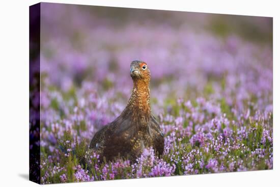 Red Grouse (Lagopus Lagopus), Yorkshire Dales, England, United Kingdom, Europe-Kevin Morgans-Premier Image Canvas