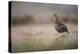 Red Grouse (Lagopus Lagopus), Yorkshire Dales, England, United Kingdom, Europe-Kevin Morgans-Premier Image Canvas