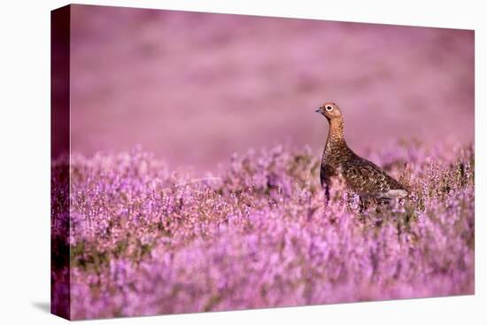 Red grouse on heather moorland, Peak District National Park-Alex Hyde-Premier Image Canvas