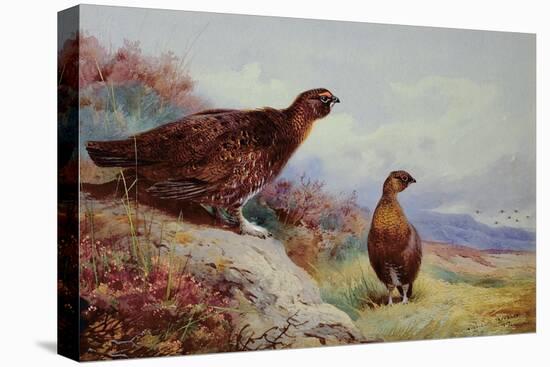 Red Grouse on the Moor, 1917-Archibald Thorburn-Premier Image Canvas