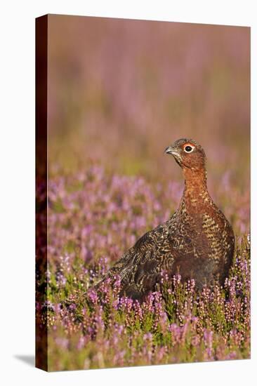 Red Grouse Standing Amongst Heather in Early-null-Premier Image Canvas