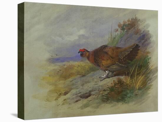 Red Grouse-Archibald Thorburn-Premier Image Canvas