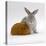 Red Guinea Pig with Silver Fox Rabbit-Jane Burton-Premier Image Canvas