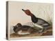 Red-Headed Duck, 1836-John James Audubon-Premier Image Canvas