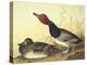 Red-Headed Duck-John James Audubon-Stretched Canvas