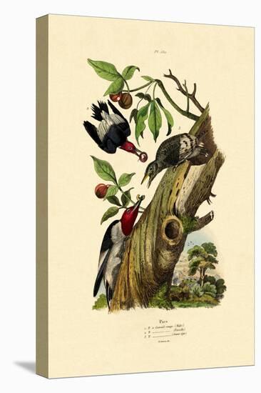 Red-Headed Woodpecker, 1833-39-null-Premier Image Canvas