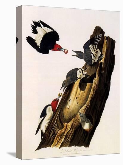 Red-Headed Woodpecker, Melanerpes Erythrocephalus-John James Audubon-Premier Image Canvas