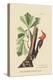 Red Headed Woodpecker-Mark Catesby-Stretched Canvas