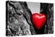 Red Heart in a Tree Trunk. Romantic Symbol of Love, Valentine's Day. Black and White with Red.-Michal Bednarek-Premier Image Canvas