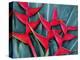 Red Heliconia Flowers-Darrell Gulin-Premier Image Canvas