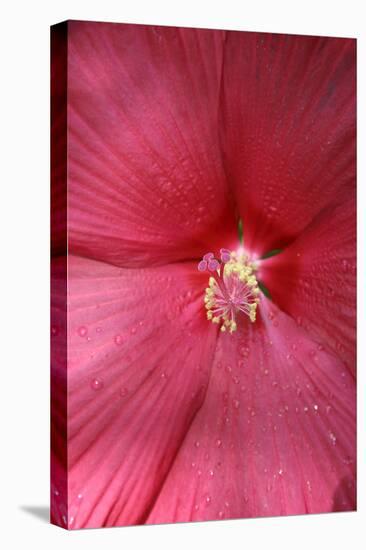 Red Hibiscus Abstract-Anna Miller-Premier Image Canvas