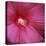 Red Hibiscus Abstract-Anna Miller-Premier Image Canvas