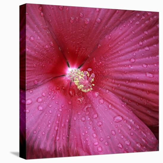 Red Hibiscus Abstract-Anna Miller-Premier Image Canvas