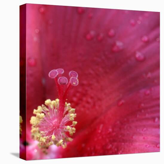 Red Hibiscus Abstract-Anna Miller-Premier Image Canvas