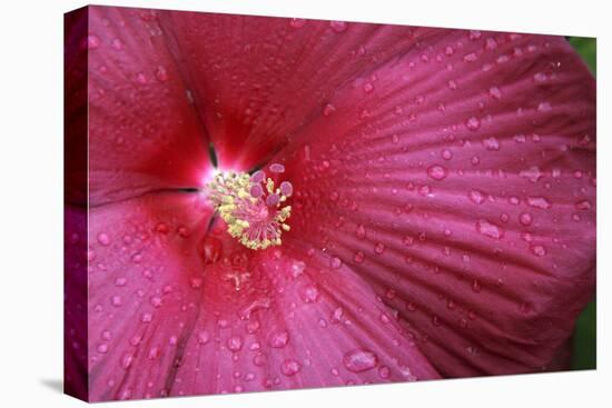 Red Hibiscus Abstract-Anna Miller-Premier Image Canvas