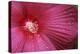 Red Hibiscus Abstract-Anna Miller-Premier Image Canvas