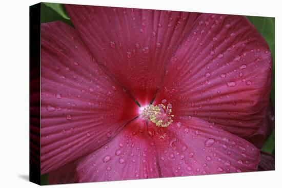 Red Hibiscus Abstract-Anna Miller-Premier Image Canvas