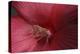 Red Hibiscus Abstract-Anna Miller-Premier Image Canvas