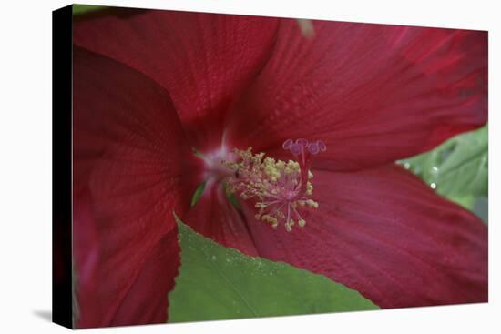 Red Hibiscus Abstract-Anna Miller-Premier Image Canvas