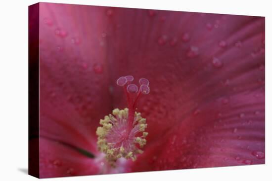 Red Hibiscus Abstract-Anna Miller-Premier Image Canvas