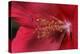 Red Hibiscus Abstract-Anna Miller-Premier Image Canvas