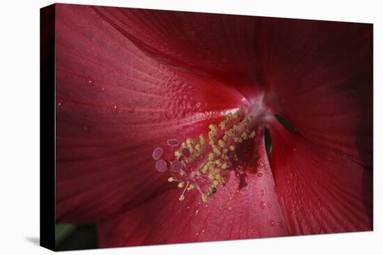 Red Hibiscus Abstract-Anna Miller-Premier Image Canvas