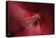 Red Hibiscus Abstract-Anna Miller-Premier Image Canvas