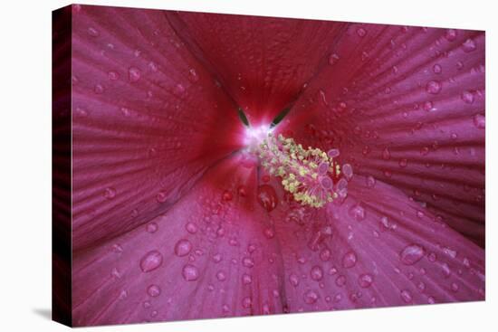 Red Hibiscus Abstract-Anna Miller-Premier Image Canvas