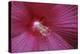 Red Hibiscus Abstract-Anna Miller-Premier Image Canvas