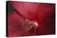 Red Hibiscus Abstract-Anna Miller-Premier Image Canvas