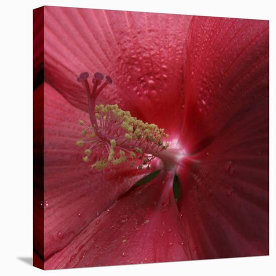 Red Hibiscus Abstract-Anna Miller-Premier Image Canvas