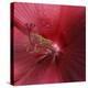 Red Hibiscus Abstract-Anna Miller-Premier Image Canvas