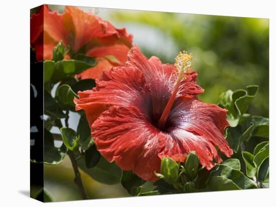 Red Hibiscus Flowers, Costa Rica, Central America-R H Productions-Premier Image Canvas