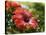 Red Hibiscus Flowers, Costa Rica, Central America-R H Productions-Premier Image Canvas