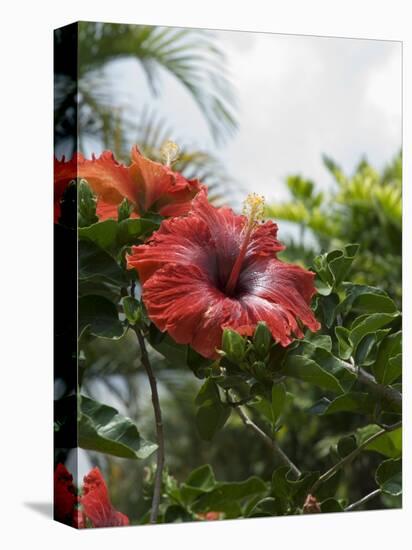 Red Hibiscus Flowers, Costa Rica, Central America-R H Productions-Premier Image Canvas