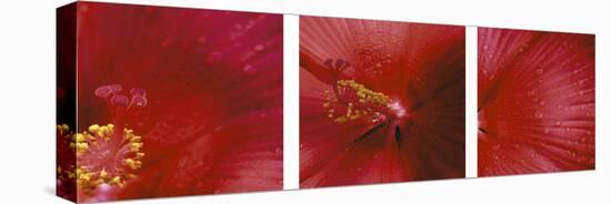Red Hibiscus Triptych-Anna Miller-Premier Image Canvas