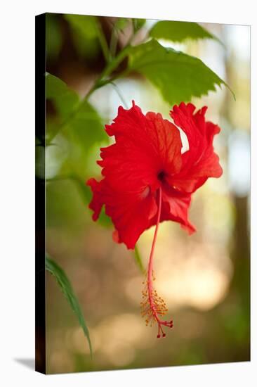 Red Hibiscus-Erin Berzel-Stretched Canvas