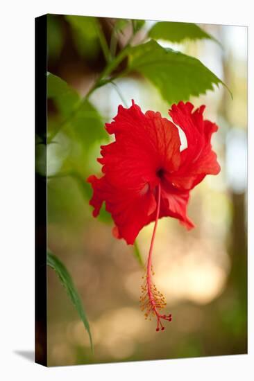 Red Hibiscus-Erin Berzel-Stretched Canvas