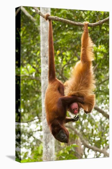 Red Howler Monkey (Alouatta Seniculus) With Peruvian Red Uakari Monkey (Cacajao Calvus Ucayalii)-Mark Bowler-Premier Image Canvas