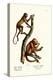 Red Howler Monkeys, 1824-Karl Joseph Brodtmann-Premier Image Canvas