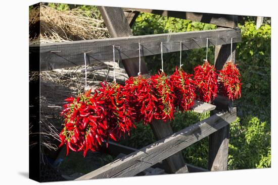 Red Hungarian Hot Chili Locally known as Paprika, Kalocsa, Hungary-Martin Zwick-Premier Image Canvas