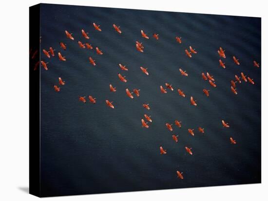 Red Ibises Over Amacuro Delta, Venezuela-Yann Arthus-Bertrand-Stretched Canvas