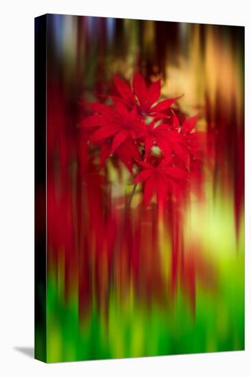 Red Instrumental-Philippe Sainte-Laudy-Premier Image Canvas