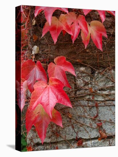 Red Ivy Growing on Stone Wall, Burgundy, France-Lisa S. Engelbrecht-Premier Image Canvas