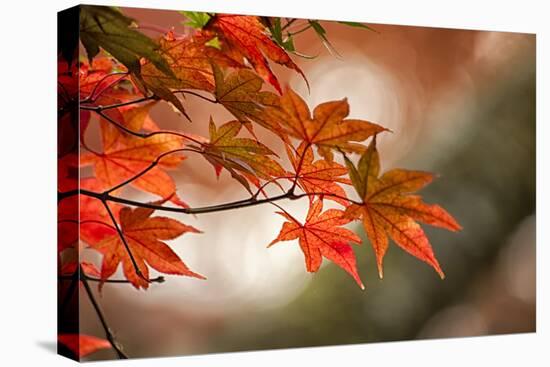 Red Japanese Maple Leaves in Fall-Sheila Haddad-Premier Image Canvas